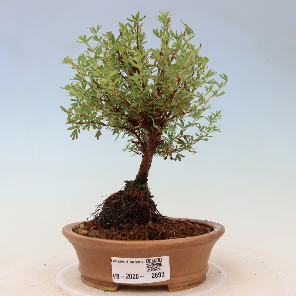 Outdoor Bonsai—Shrubby Cinquefoil (Potentilla fruticosa) 'Goldkissen'