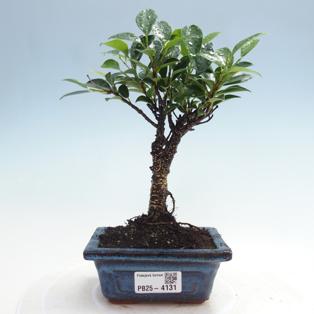 Room bonsai Ficus retusa kimmen