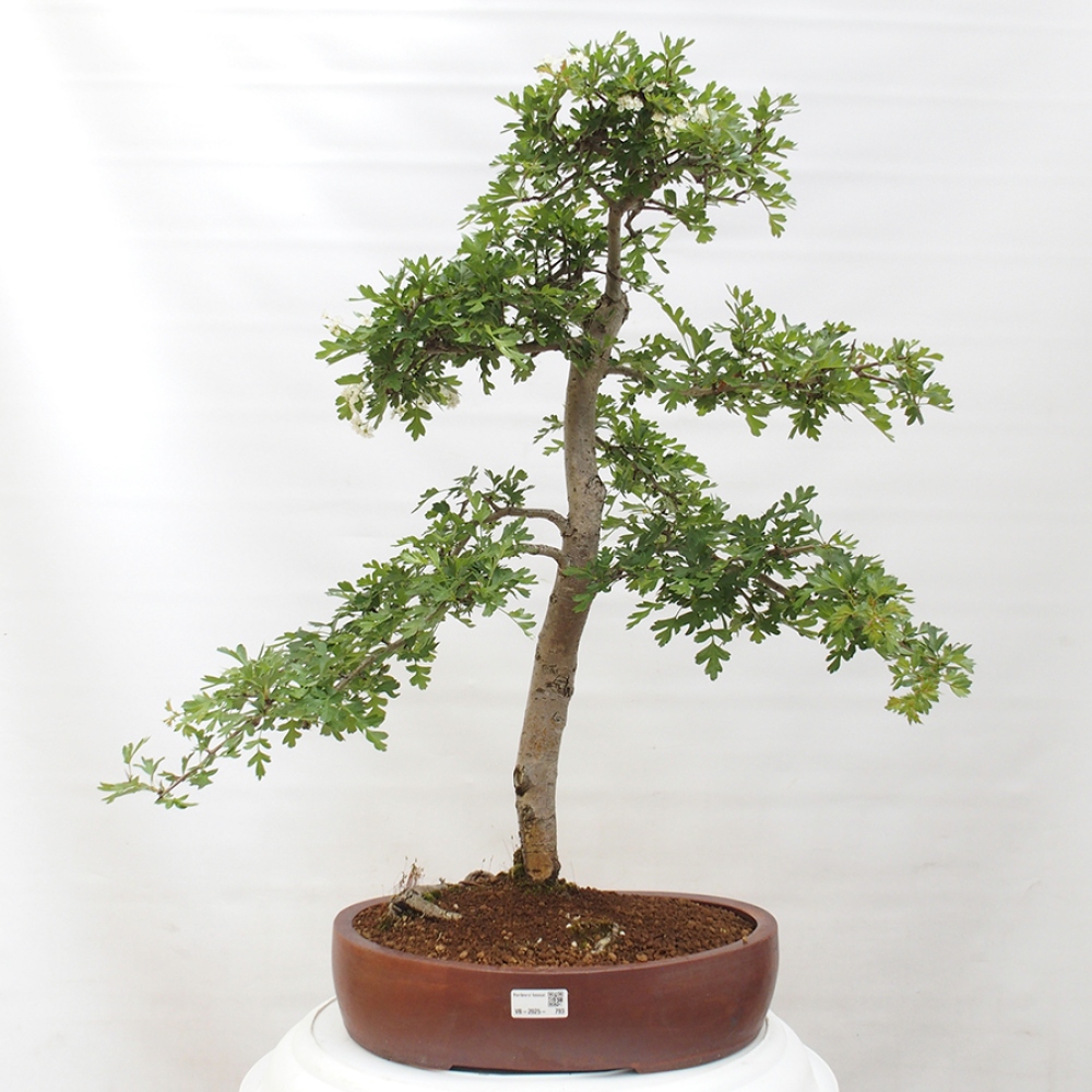 Outdoor bonsai - Hawthorn - Crataegus monogyna
