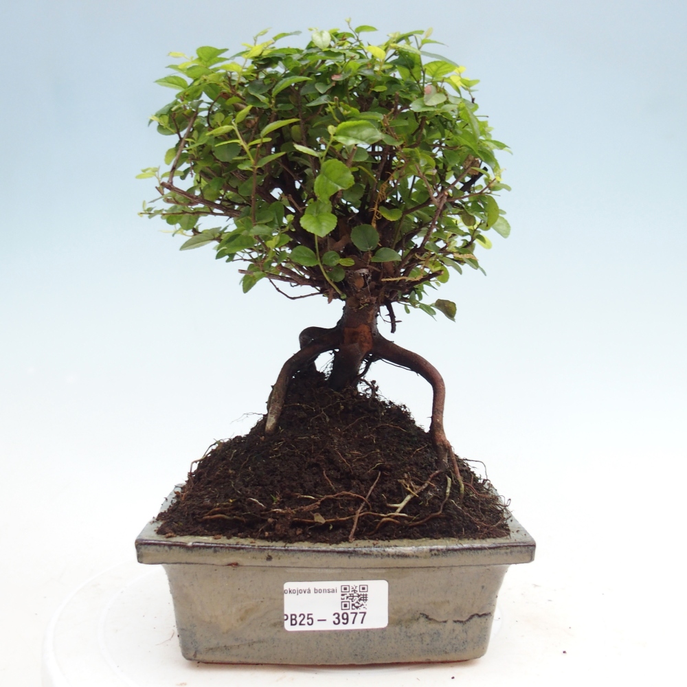Room bonsai - Sageretia thea - Sageretia thea