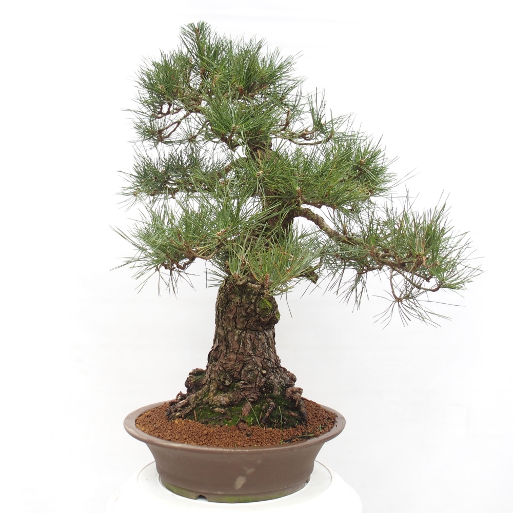 Outdoor bonsai - Pinus thunbergii - Thunberg pine