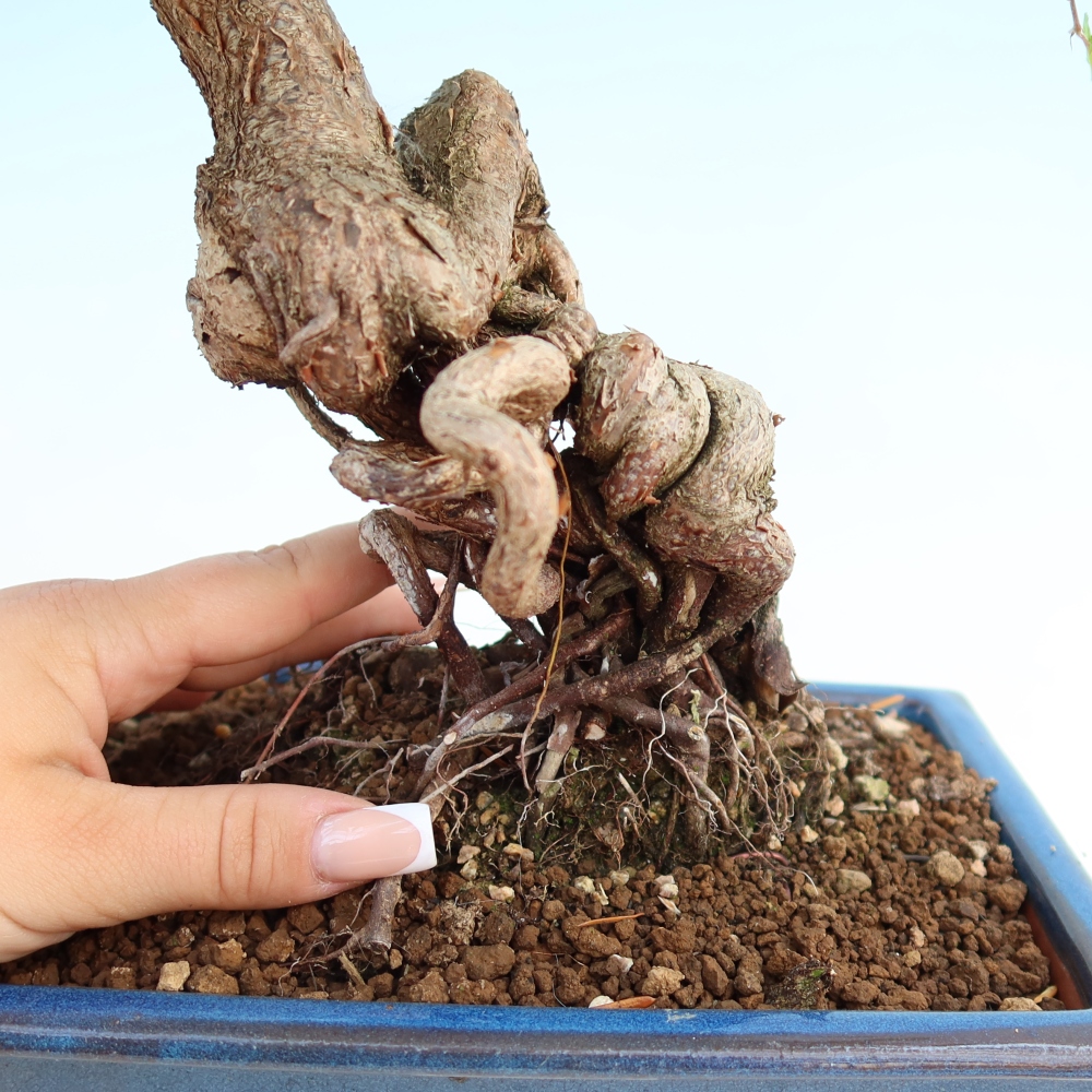 Outdoor bonsai -Carpinus coreana - Korean Hornbeam