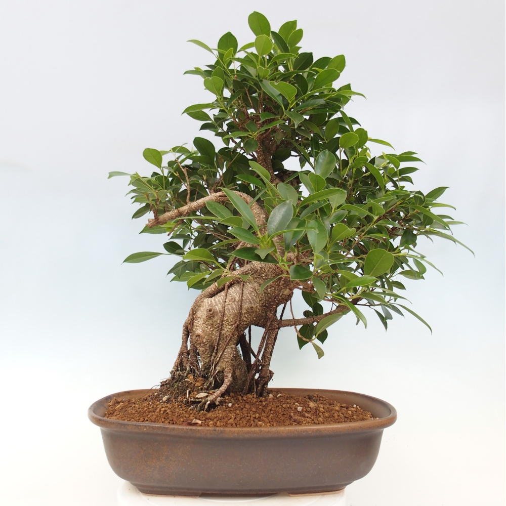 Room bonsai - Ficus kimmen - small-leaved ficus - PERSONAL COLLECTION ONLY or pallet transport