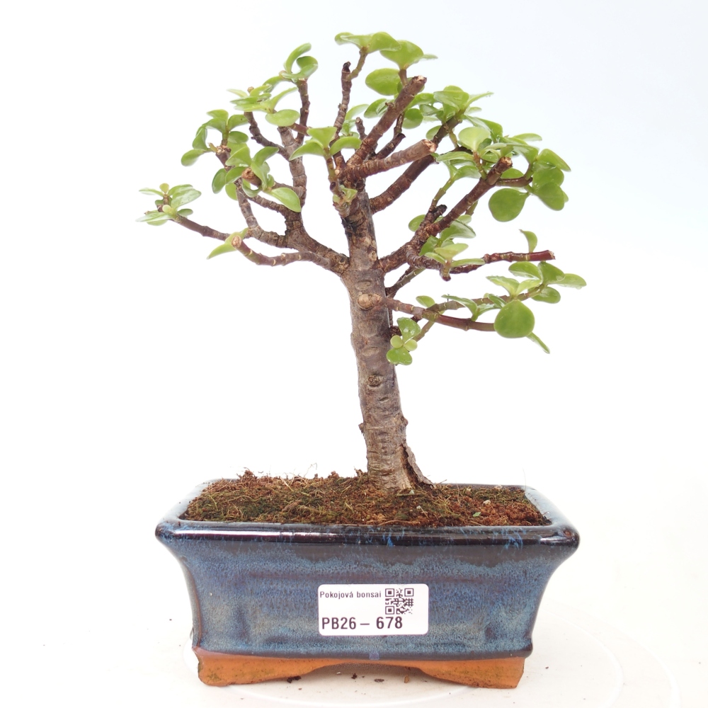 Room bonsai - Portulakaria Afra - Tlustice