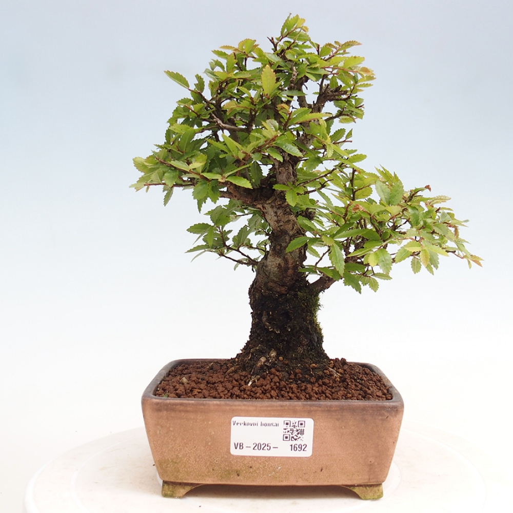 Outdoor bonsai - Zelkova - Zelkova NIRE