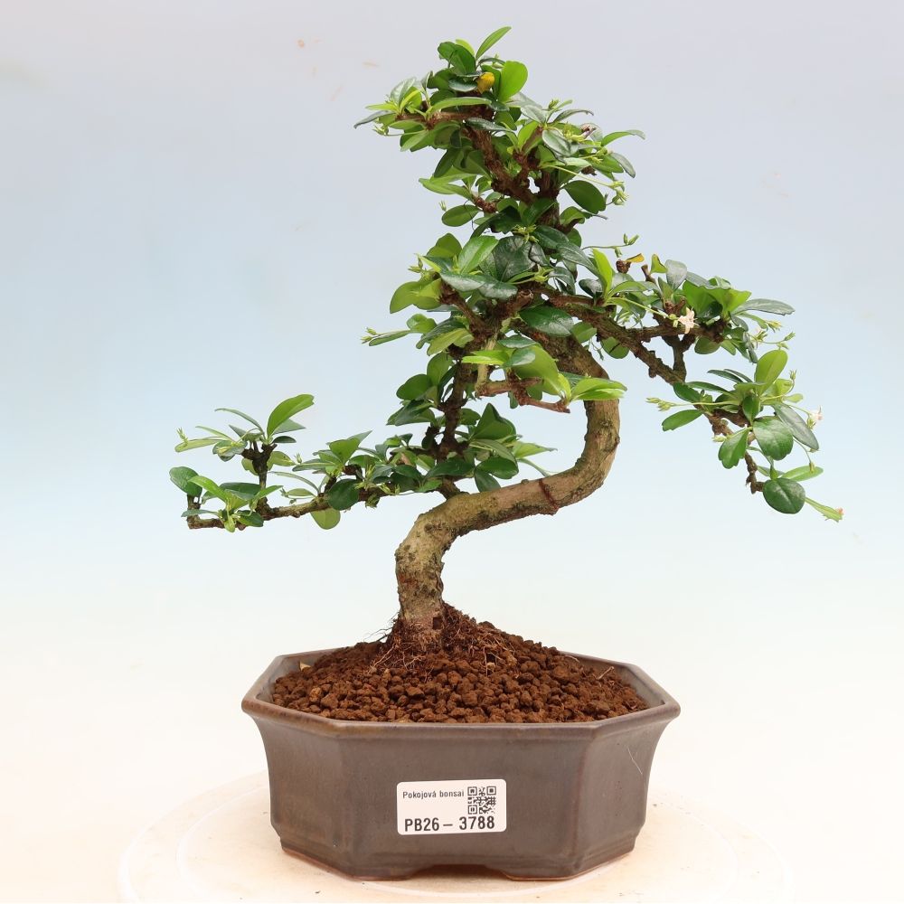 Room bonsai - Carmona macrophylla - Tea fuki