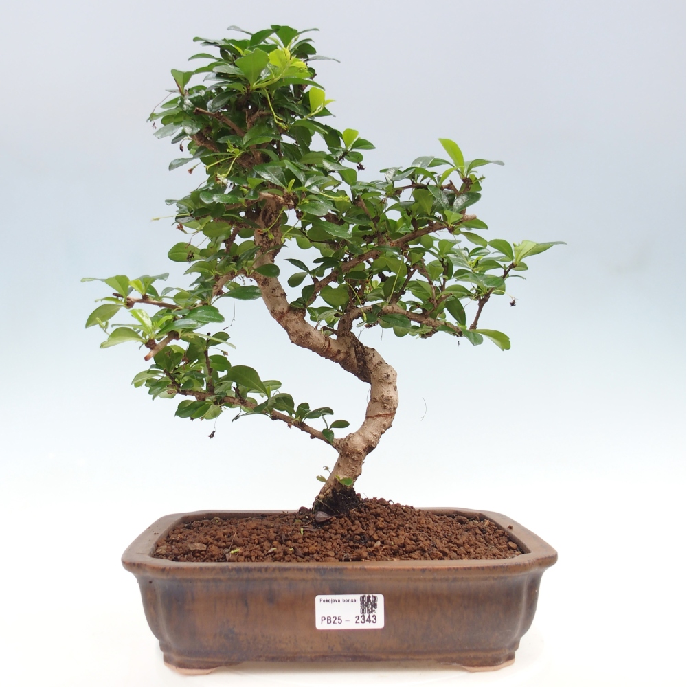 Room bonsai - Carmona macrophylla - Tea fuki