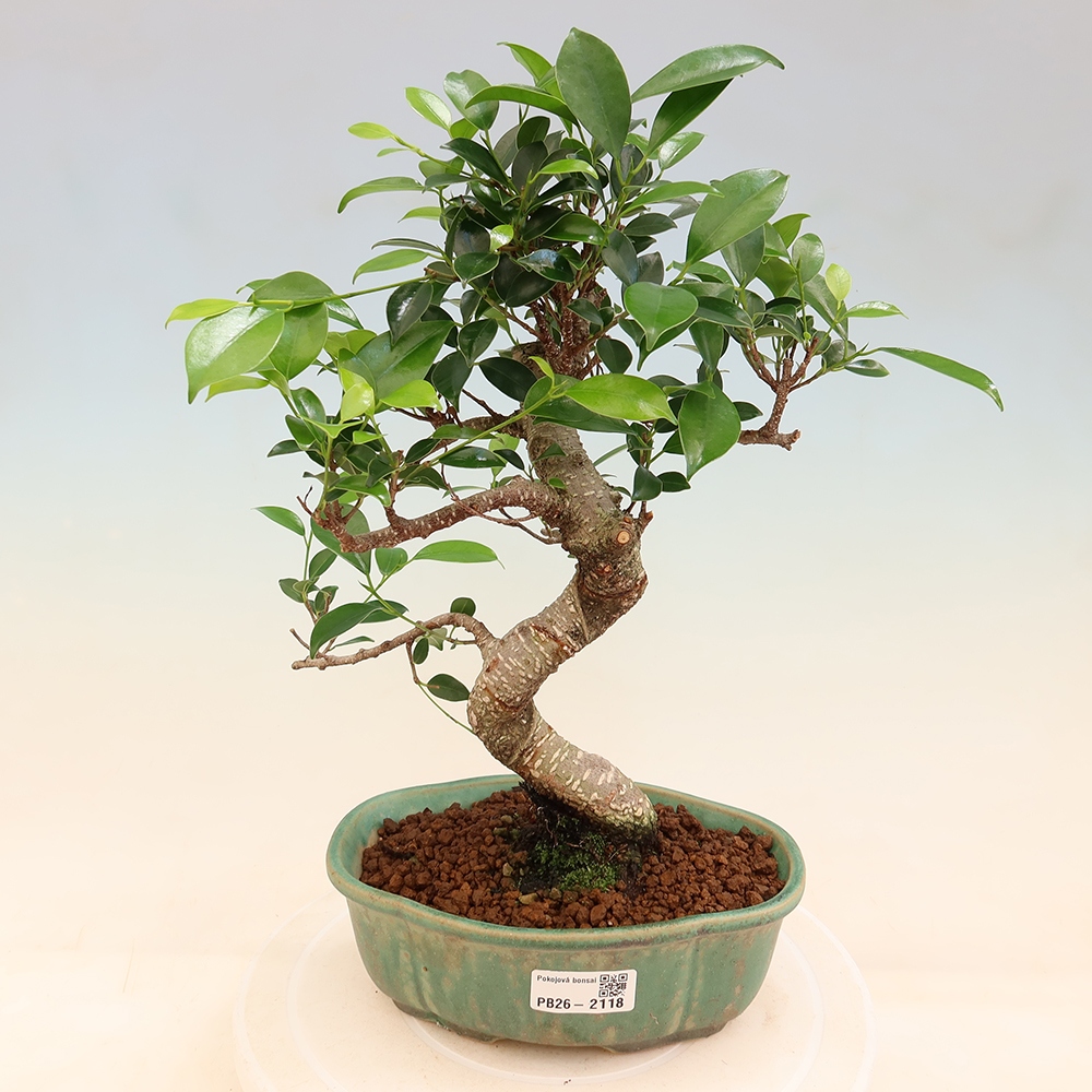 Room bonsai - Ficus retusa - small-leaved ficus