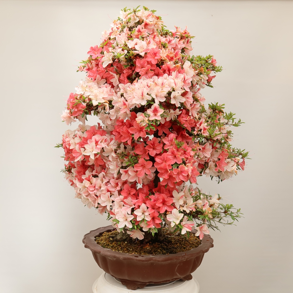 Outdoor bonsai - Japanese azalea - Azalea Kinu-no-Hikari
