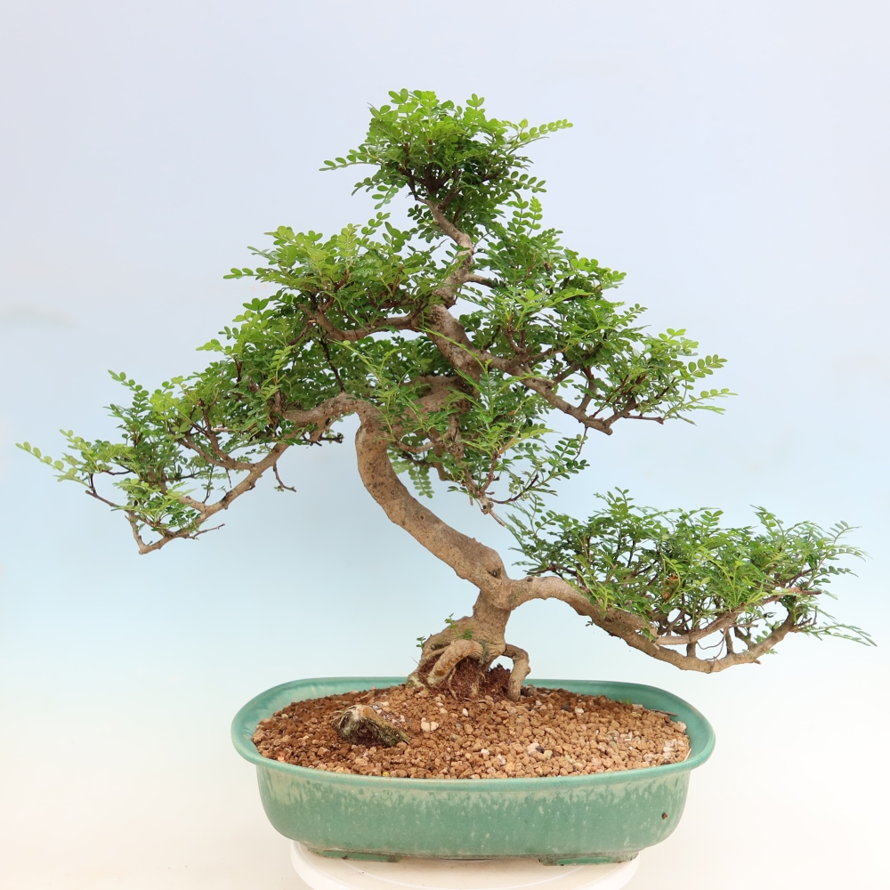 Room bonsai - Zantoxylum piperitum - pepper tree