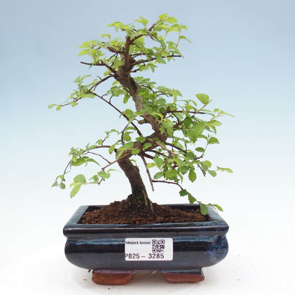 Room bonsai - Ulmus parvifolia - Small-leaved elm