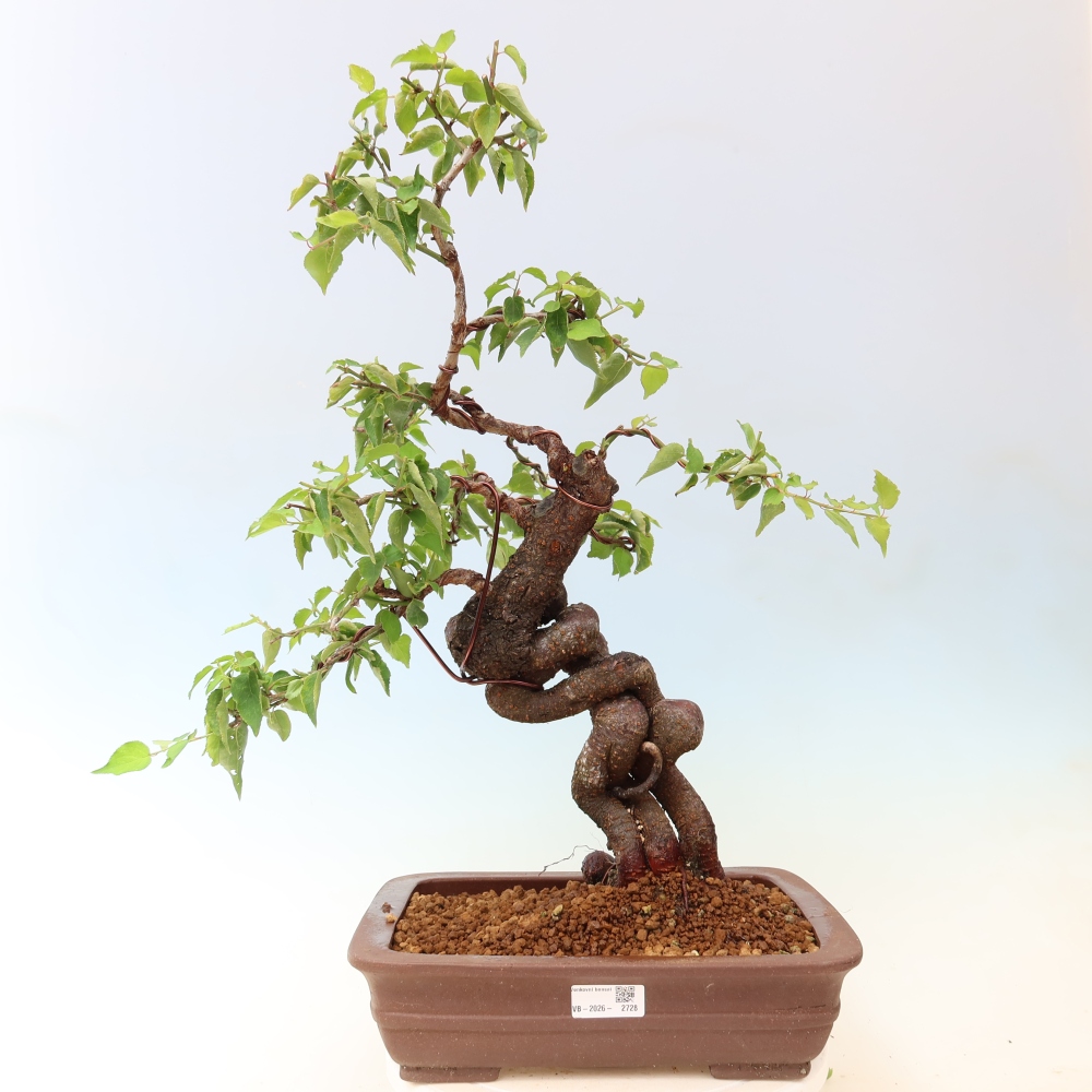 Outdoor Bonsai - Japanese Apricot - Prunus Mume