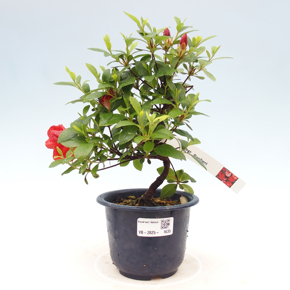 Outdoor bonsai - Japanese azalea - Azalea Benibeni