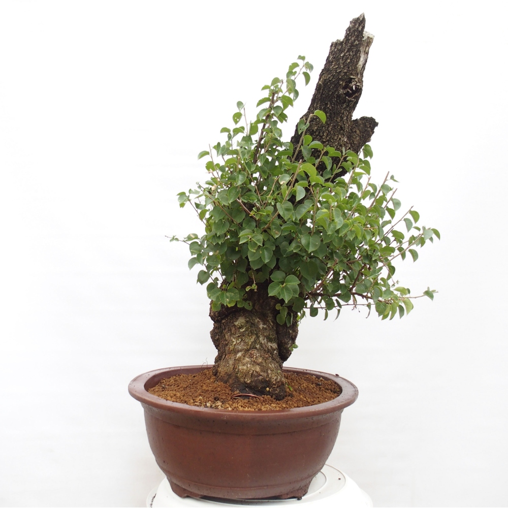 Outdoor bonsai - Mahalebka - Prunus mahaleb