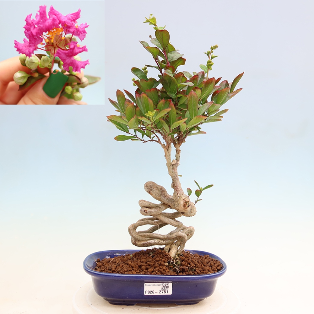 Indoor Bonsai - Lagerstroemia indica - Indian Lilac
