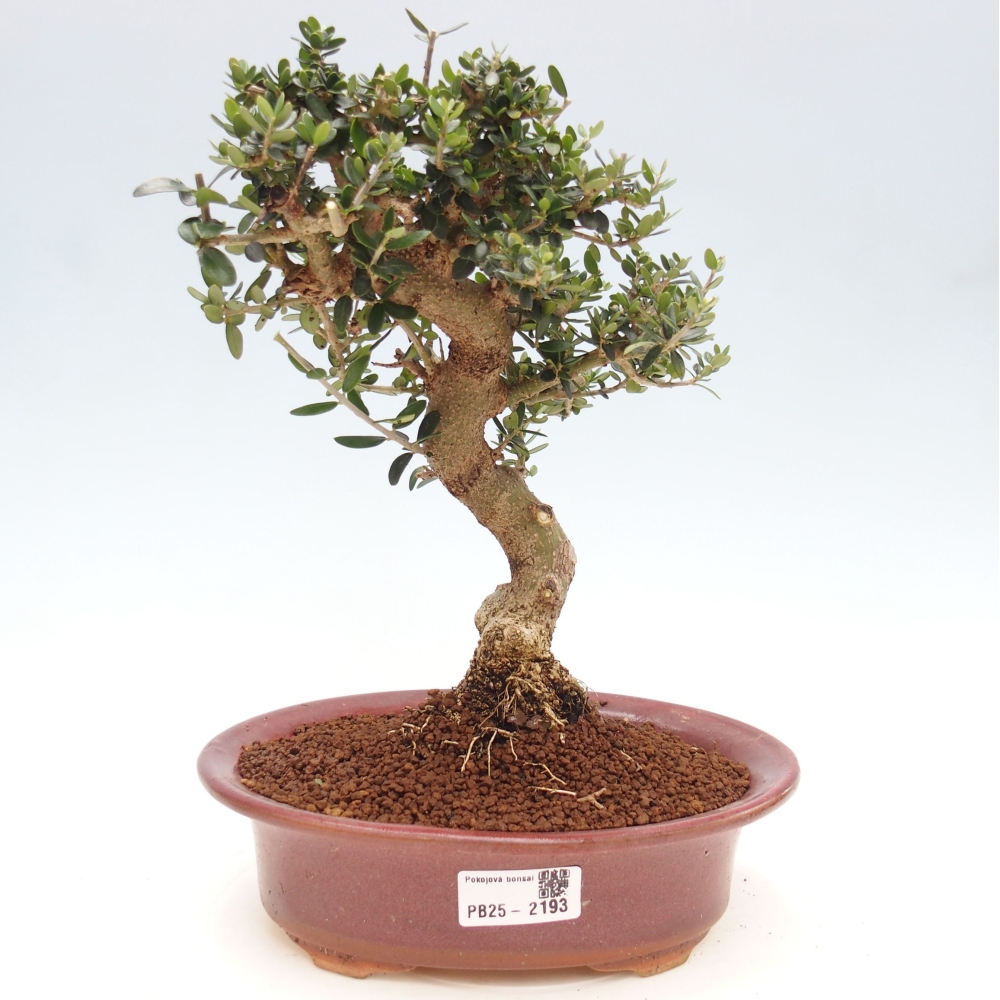 Indoor bonsai - Olea europaea sylvestris - European small-leaved olive oil