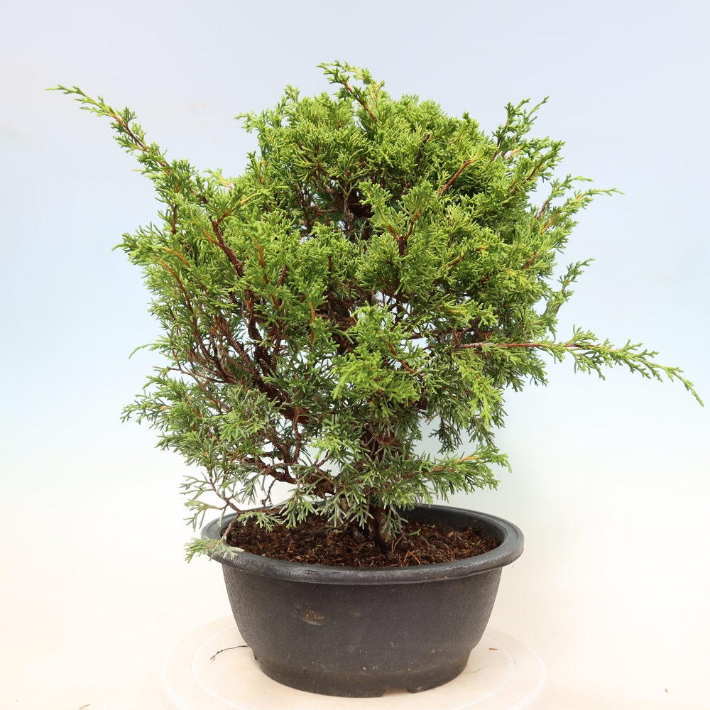 Outdoor Bonsai - Juniperus chinensis Itoigawa - Chinese Juniper