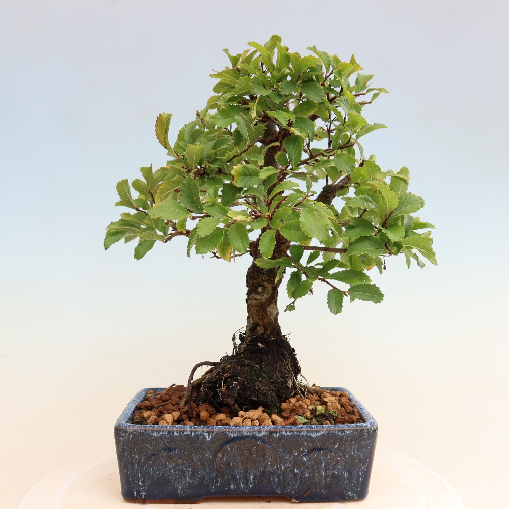 Outdoor bonsai - Zelkova - Zelkova NIRE
