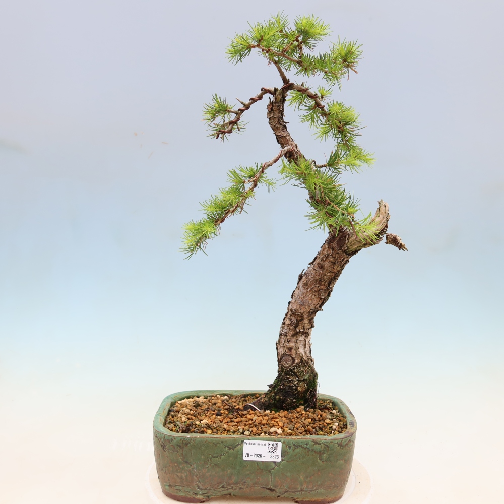 Outdoor bonsai -Larix decidua - Larch
