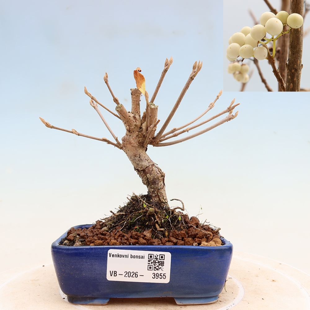 Outdoor Bonsai - Callicarpa bodinieri 'Snowqueen' - Snowberry