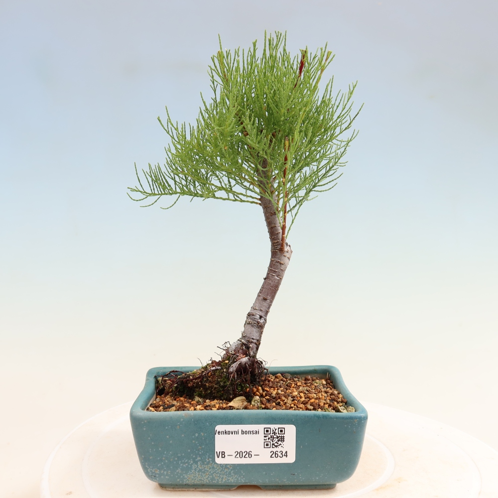 Outdoor Bonsai - Tamarisk - Tamarix