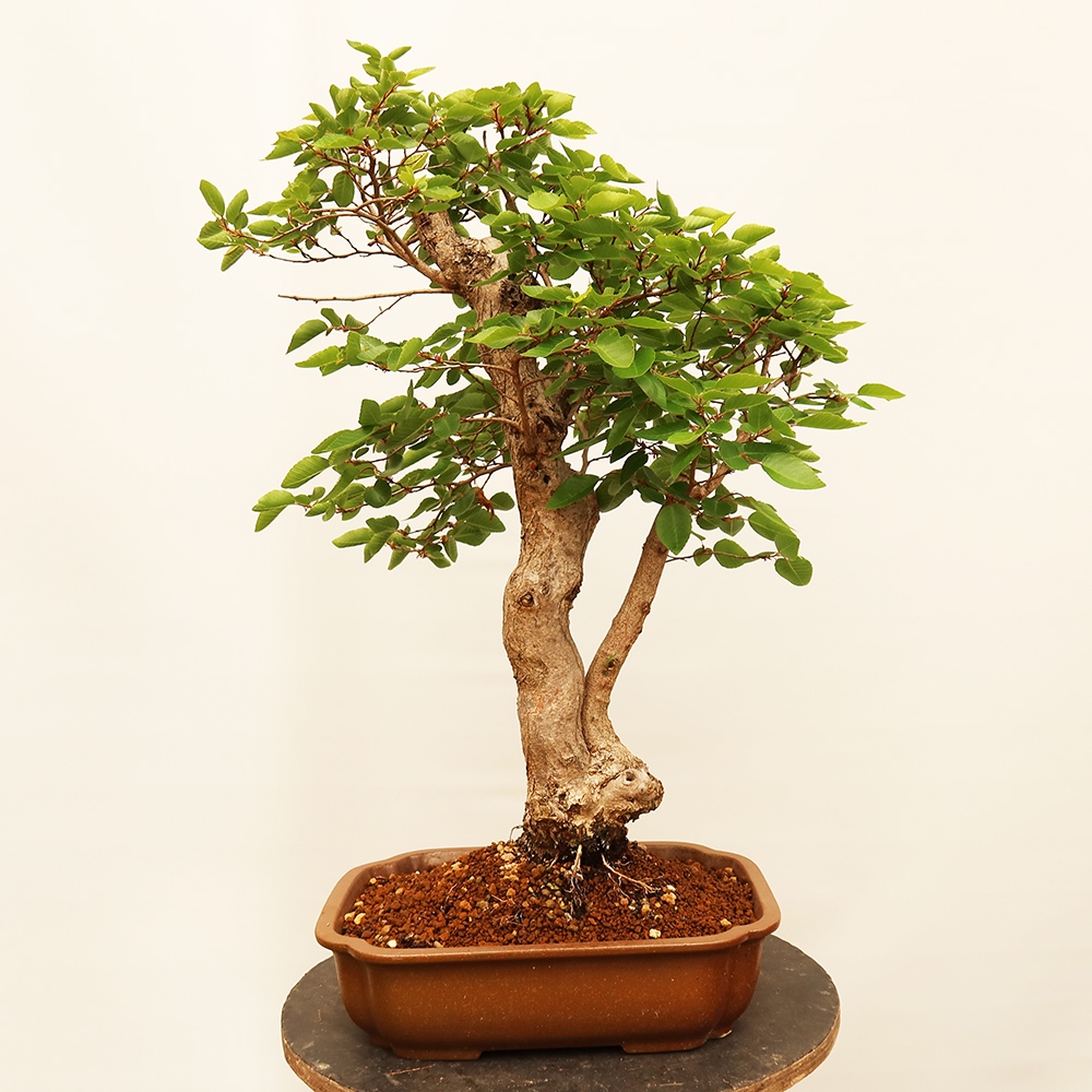 Outdoor bonsai - Carpinus Coreana - Korean hornbeam