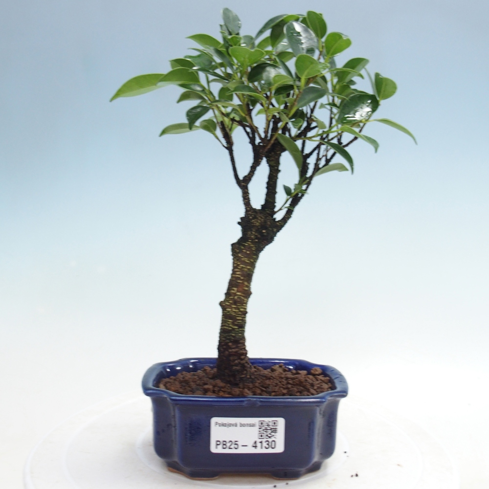 Room bonsai Ficus retusa kimmen