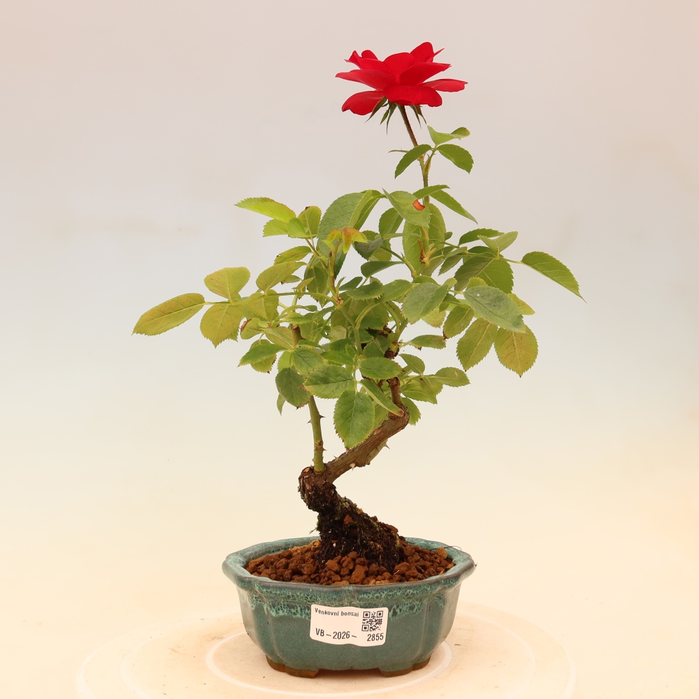 Outdoor Bonsai - Rosa Kordes - Rose