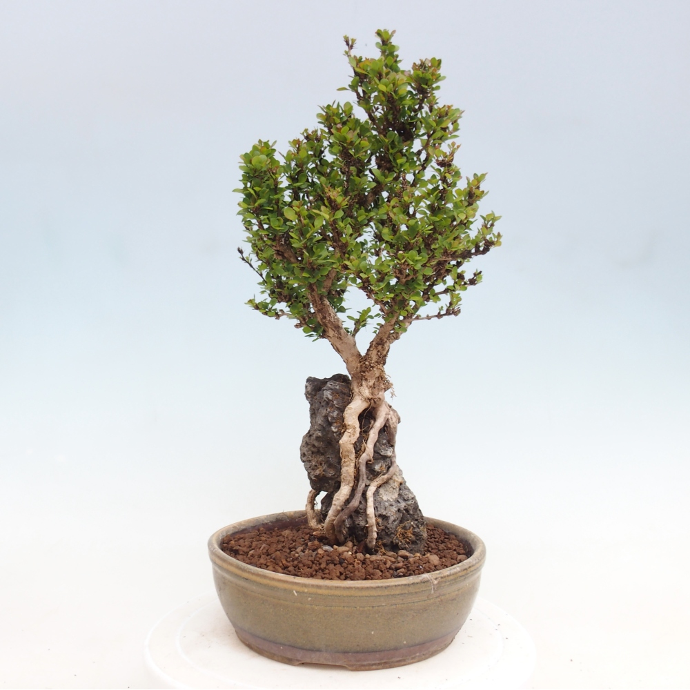 Outdoor bonsai - Berberis coreana