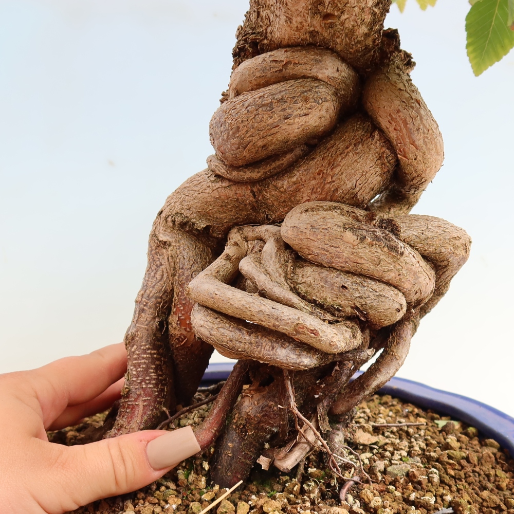 Outdoor bonsai -Carpinus CARPINOIDES - Korean Hornbeam