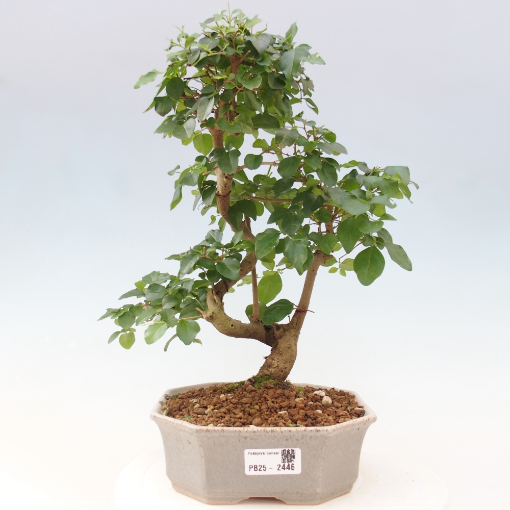 Indoor bonsai -Ligustrum chinensis - Bird's beak