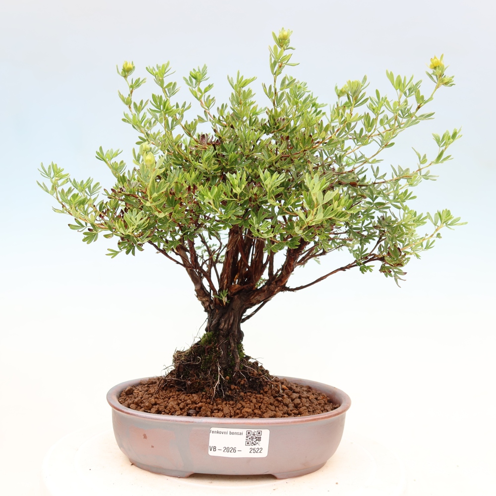 Outdoor bonsai - Potentila fruticosa