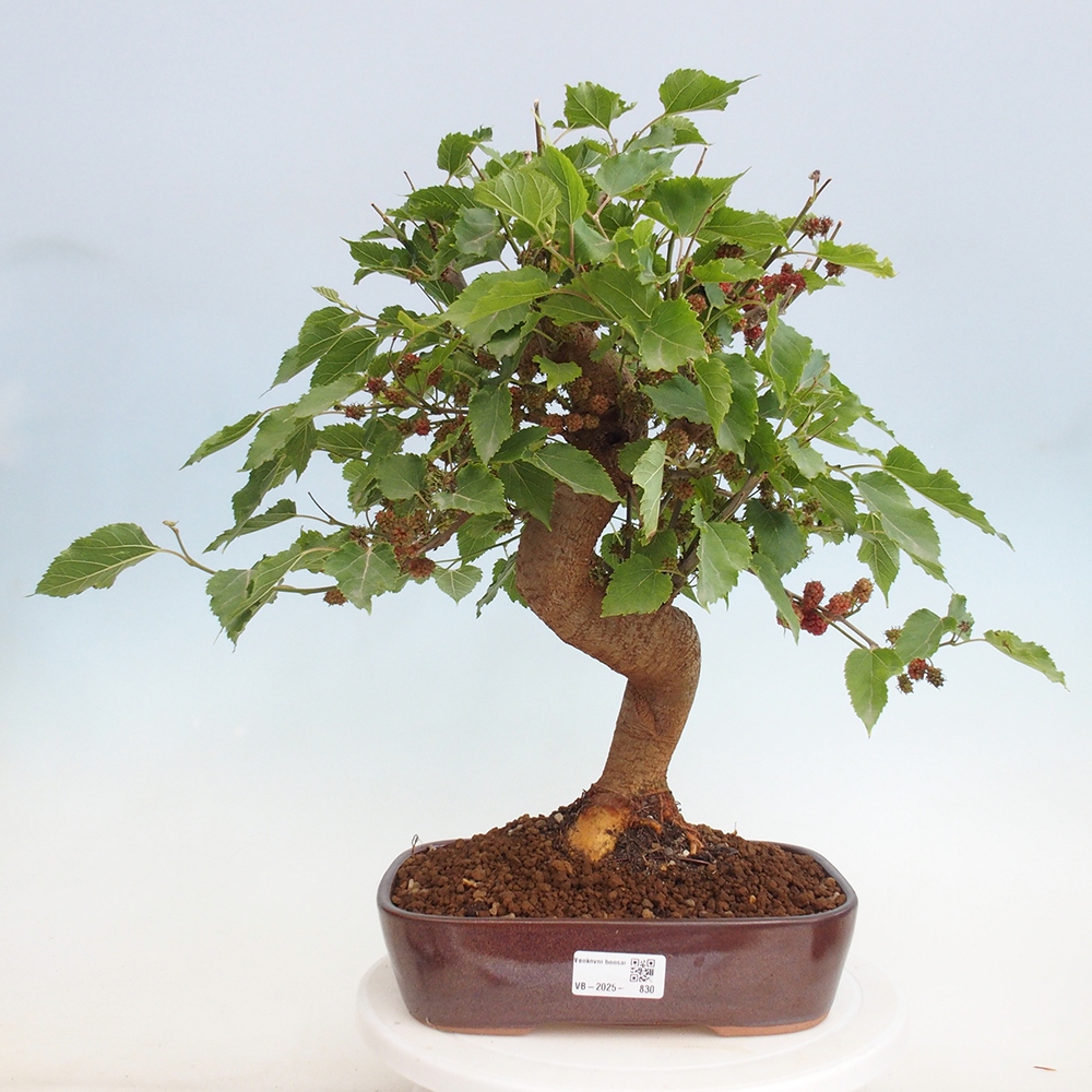 Outdoor bonsai - Morus alba - mulberry