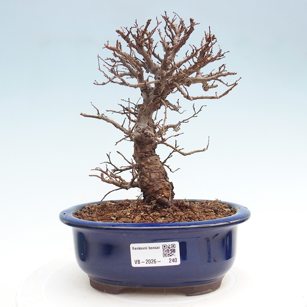 Outdoor bonsai - Zelkova - Zelkova NIRE