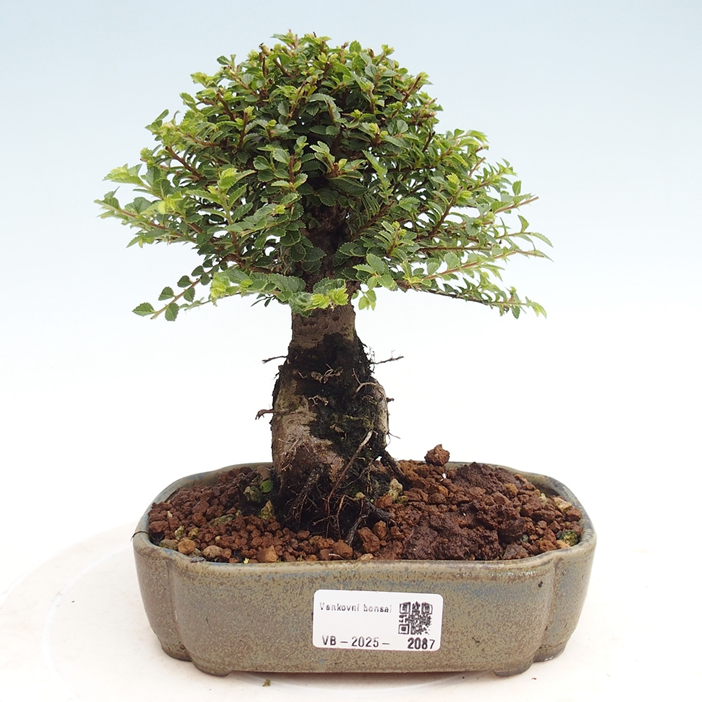 Outdoor bonsai - Ulmus parvifolia Hokkaido - Chinese elm