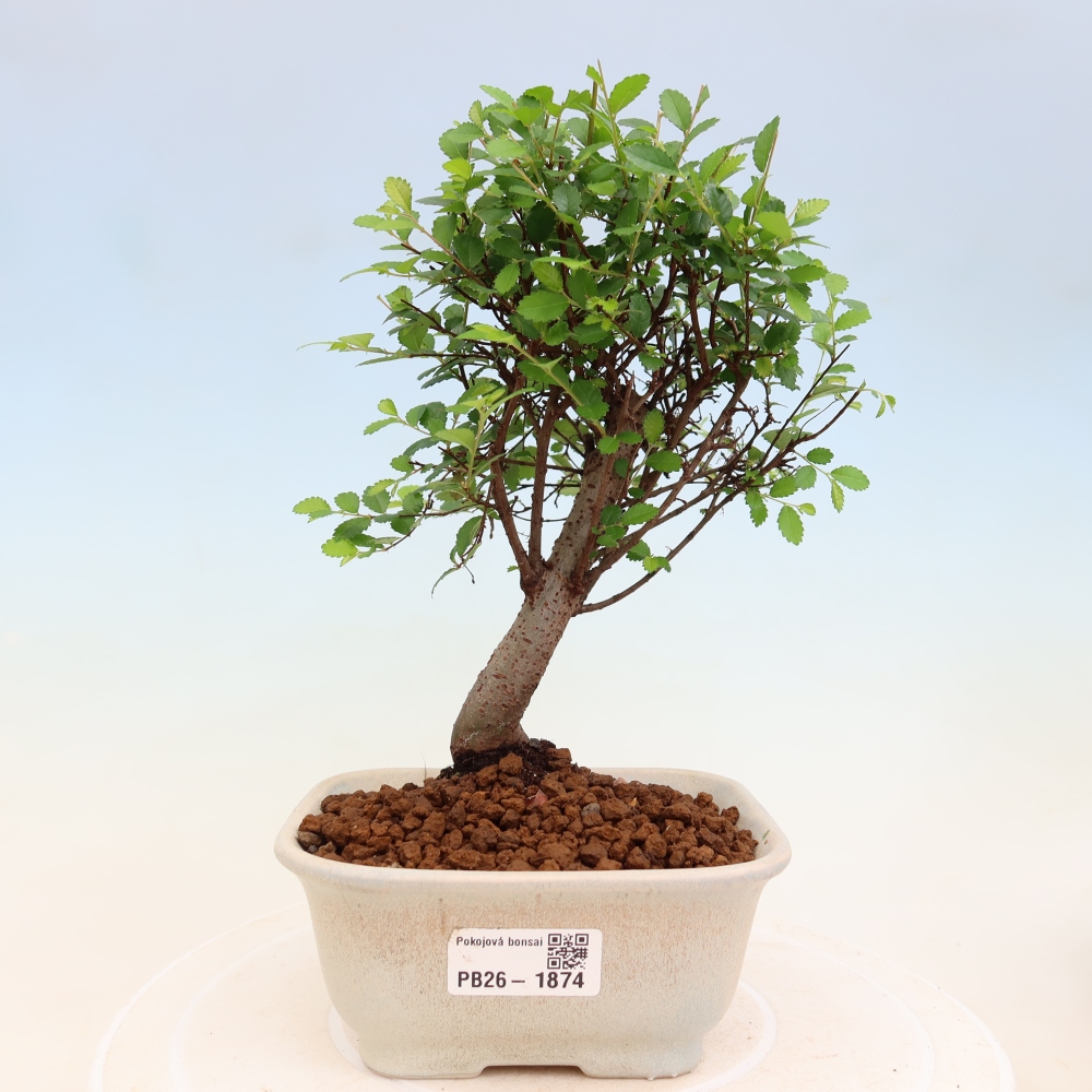 Room bonsai - Ulmus parvifolia - Small-leaved elm