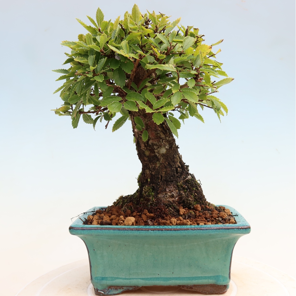 Outdoor bonsai - Zelkova - Zelkova NIRE