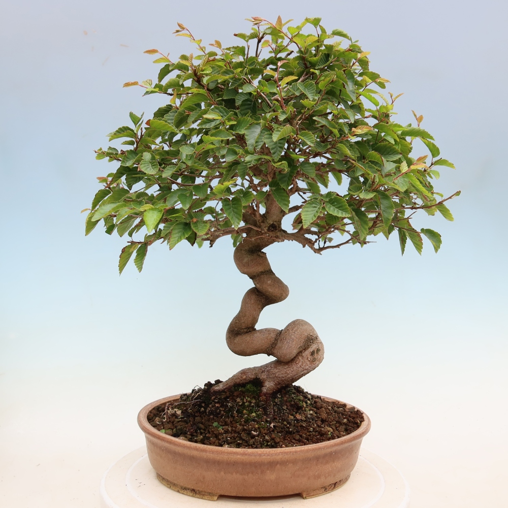Outdoor bonsai -Carpinus coreana - Korean Hornbeam