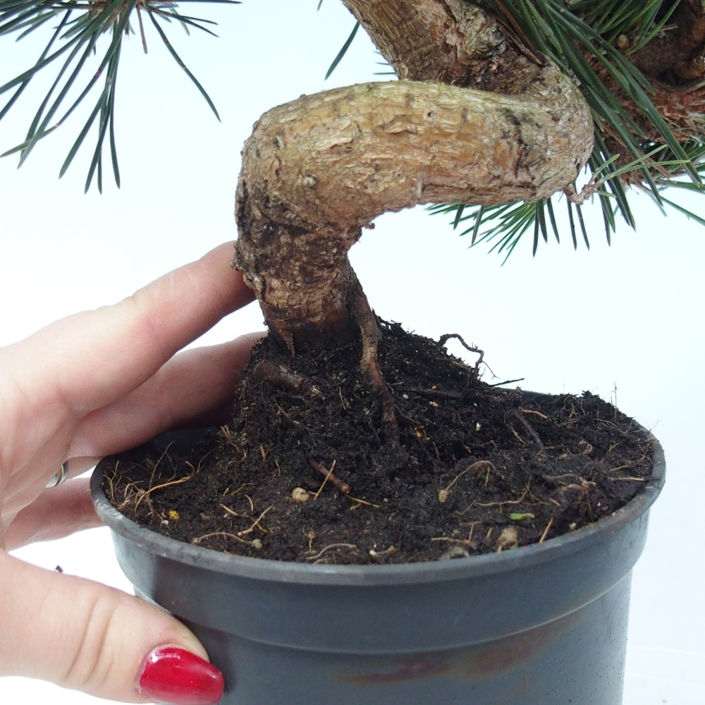 Outdoor bonsai - Pinus thunbergii senjyumaru - Thunberg pine