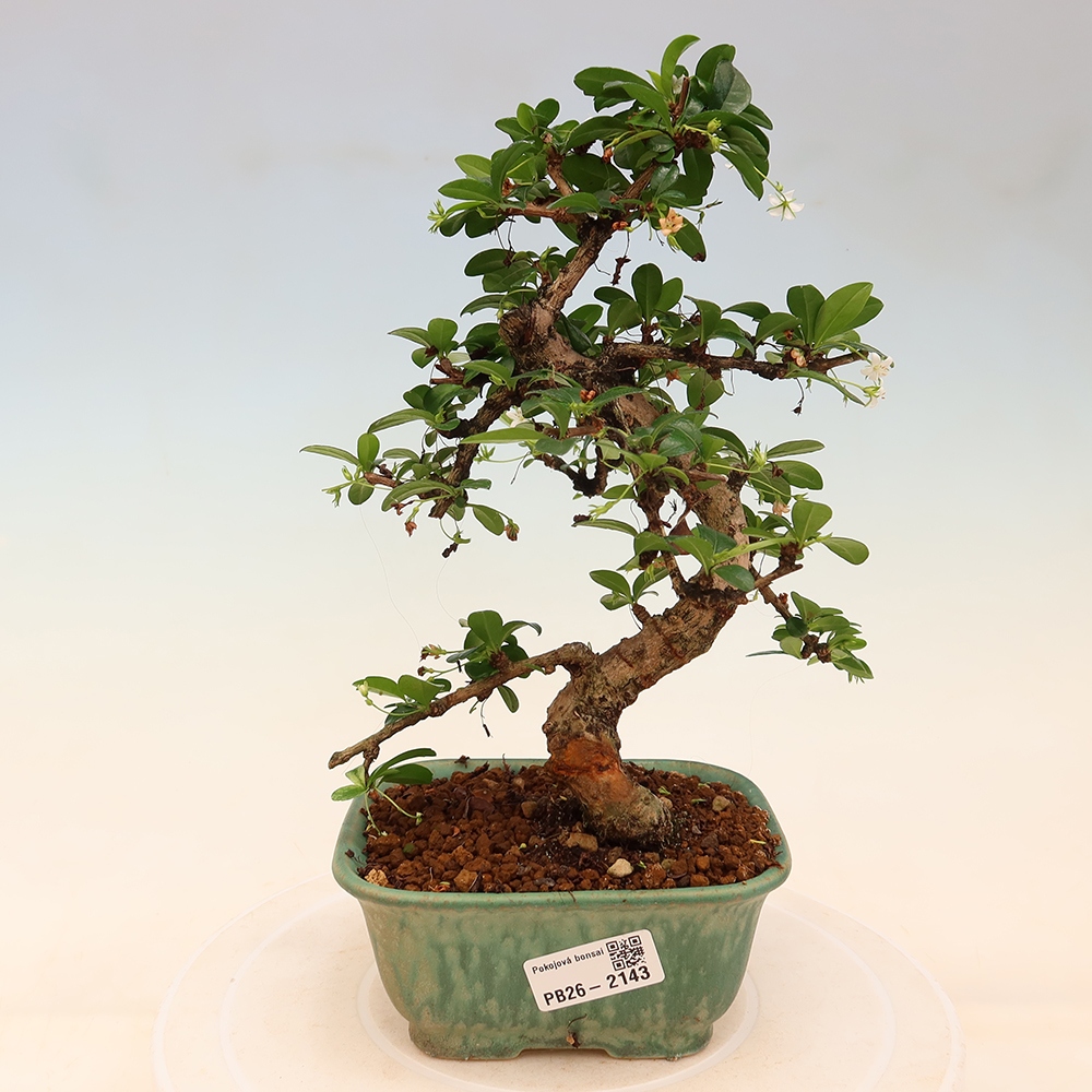 Room bonsai - Carmona macrophylla - Tea fuki