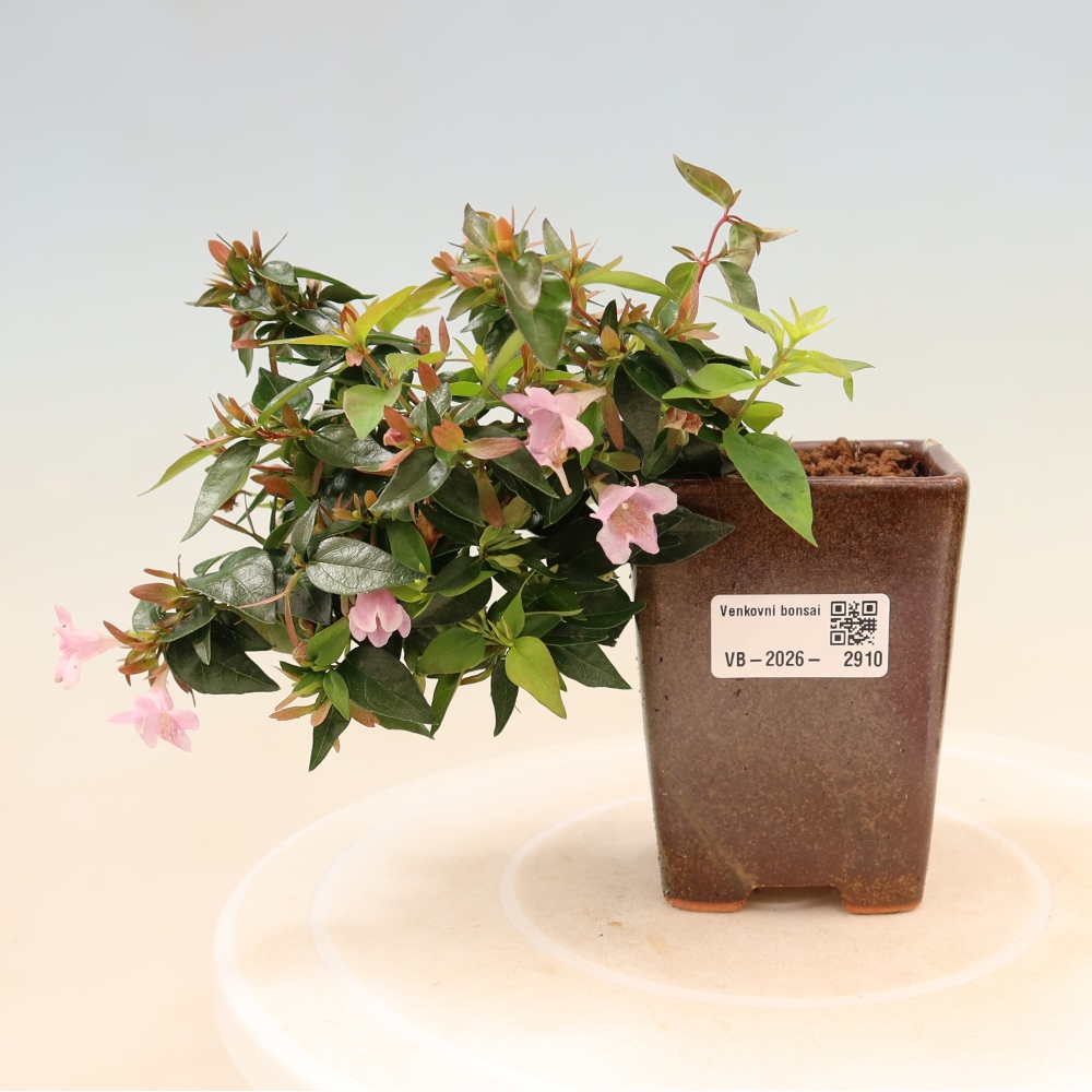 Outdoor Bonsai - Abelia Edward Goucher - Large-flowered Abelia