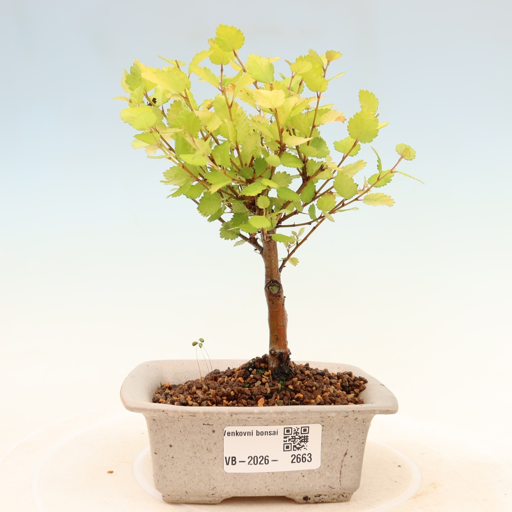 Outdoor Bonsai - Dwarf Birch - Betula NANA Golden Treasure