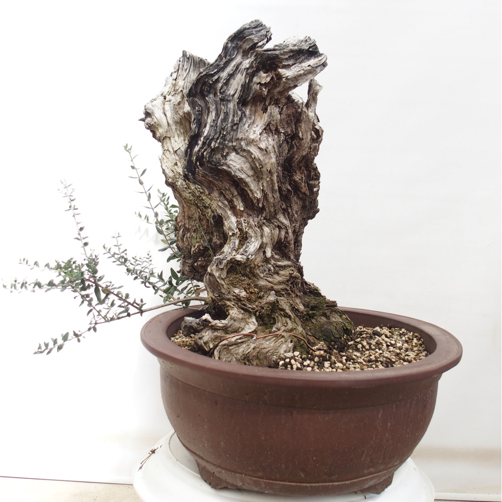 Indoor bonsai - Olea europaea sylvestris - European small-leaved olive oil