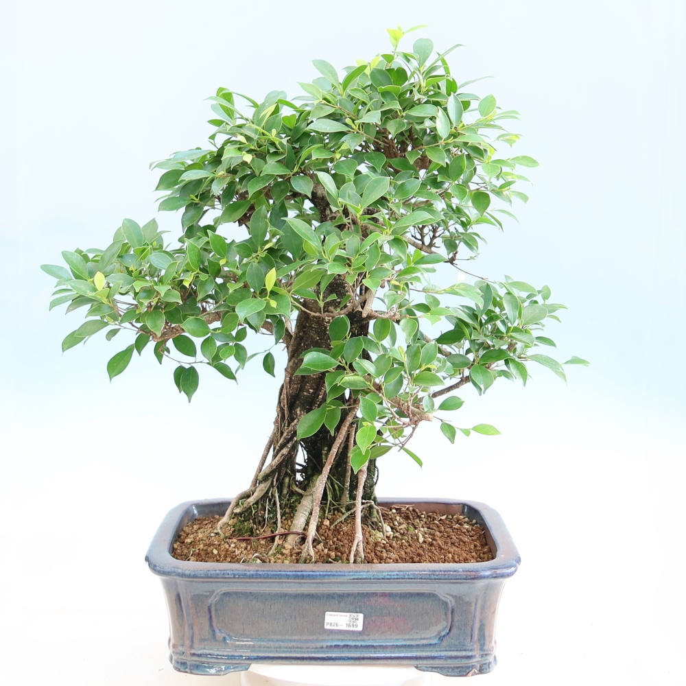 Room bonsai - Ficus kimmen - small-leaved ficus