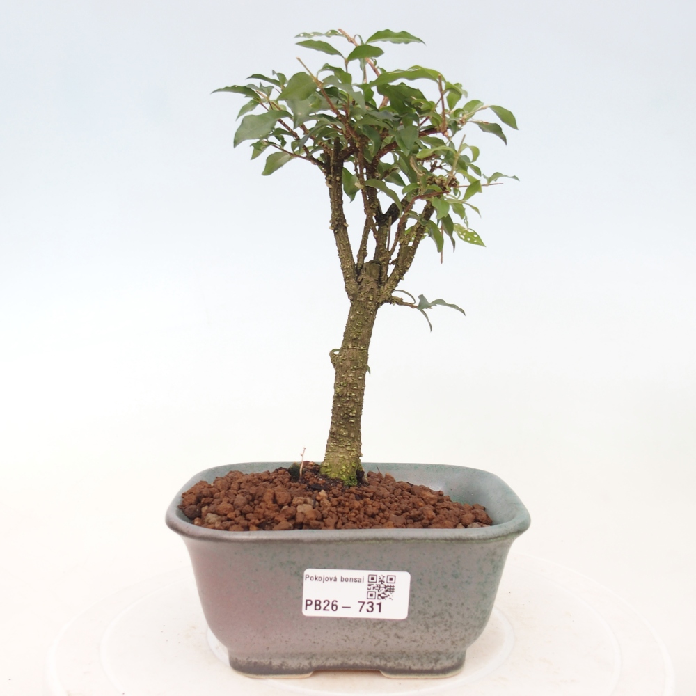 Room bonsai - Malpighia coccigera- Barbdor Cherry