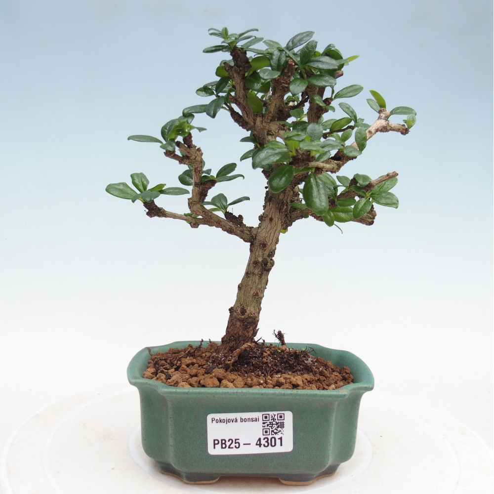 Room bonsai - Carmona macrophylla - Tea fuki