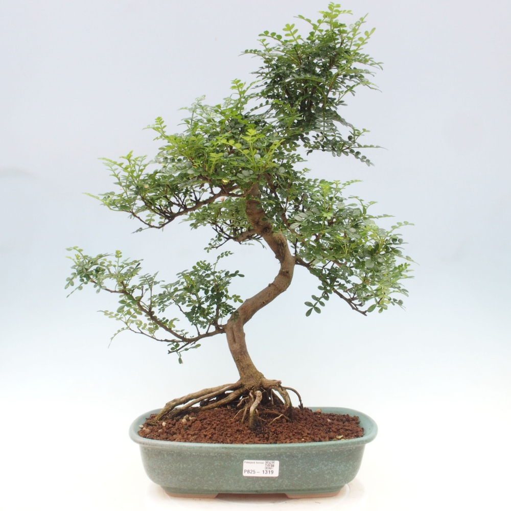Indoor bonsai - Zantoxylum piperitum - Peppermint