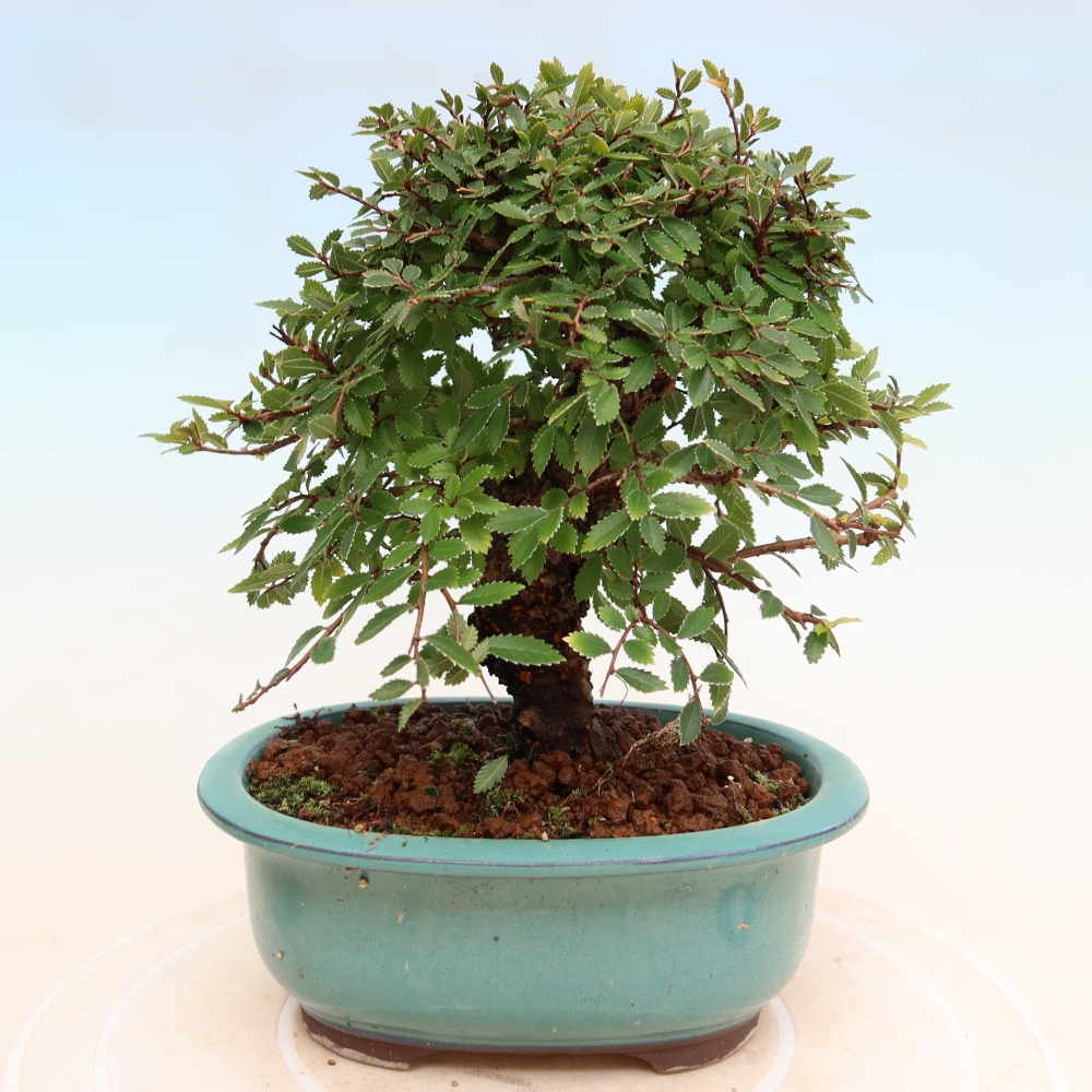 Outdoor bonsai - Zelkova - Zelkova NIRE