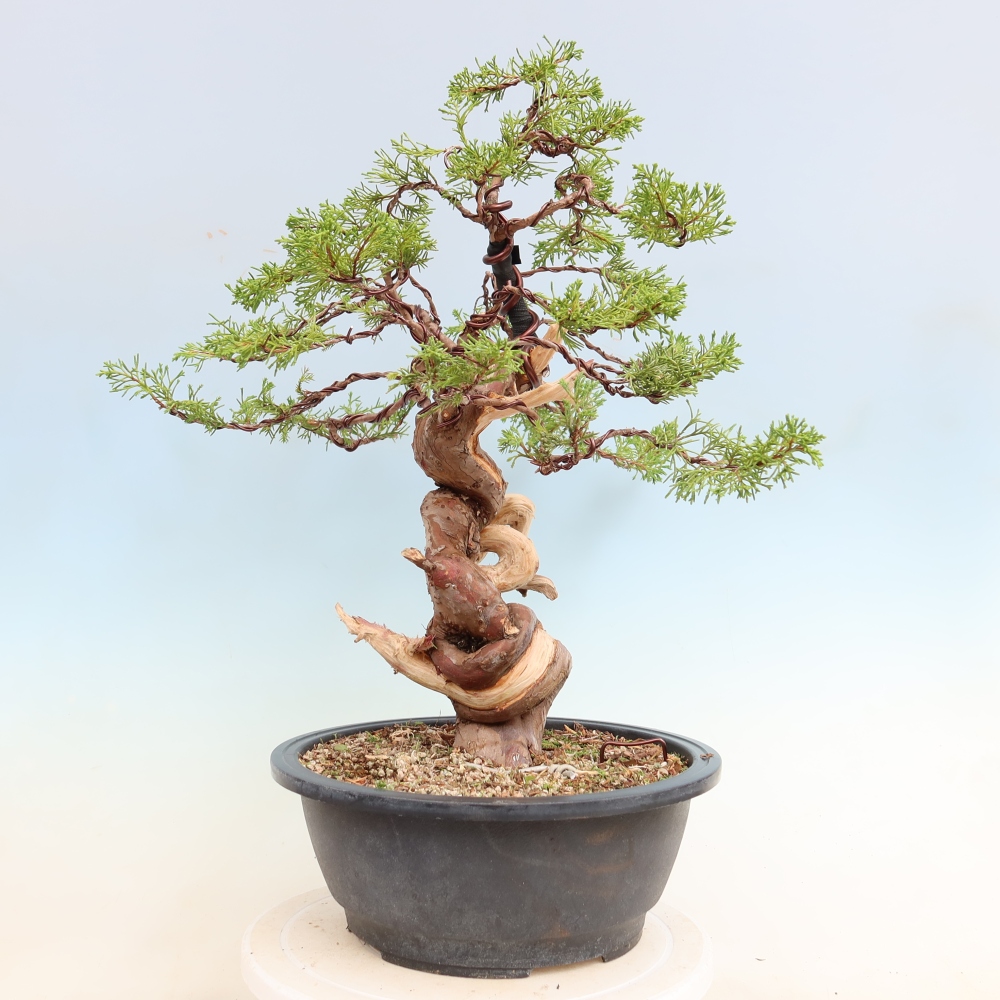 Outdoor Bonsai - Juniperus chinensis Itoigawa - Chinese Juniper