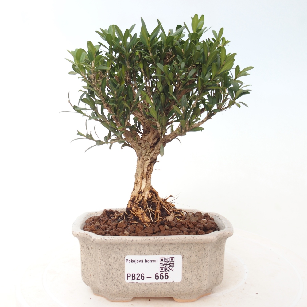 Room bonsai - Buxus harlandii - cork buxus
